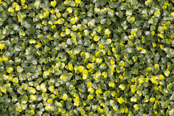 Yellow Boxwood - Image 2