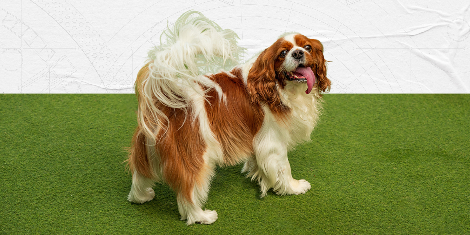 Small Yards, Happy Pets: How Homeowners Use Pet Turf in Compact Spaces Small Yards, Happy Pets: How Homeowners Use Pet Turf in Compact Spaces