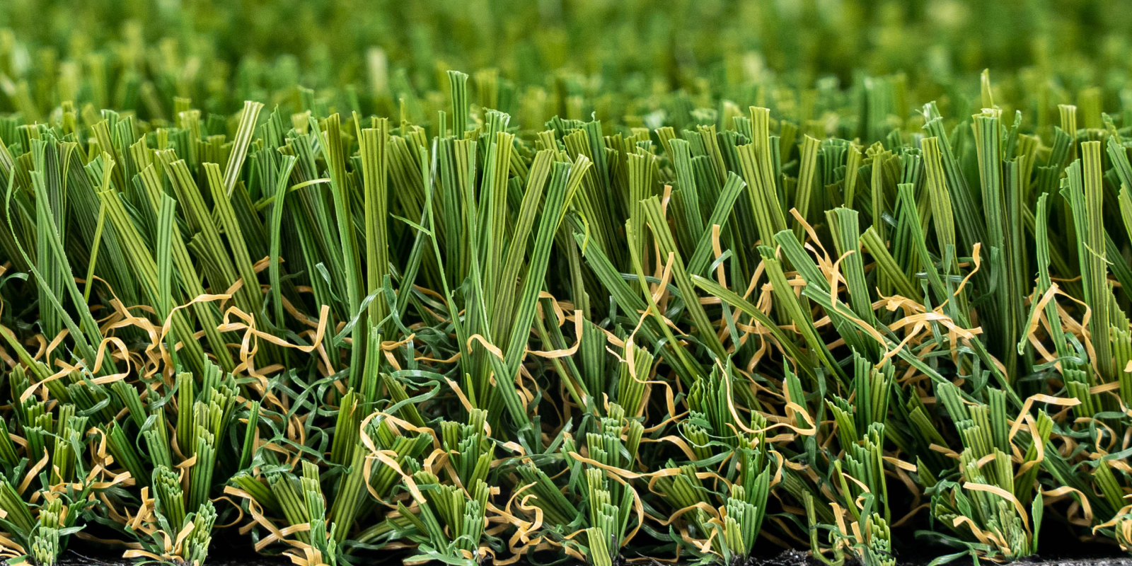 Product Spotlight 2026: Cascade Fescue Product Spotlight 2026: Cascade Fescue