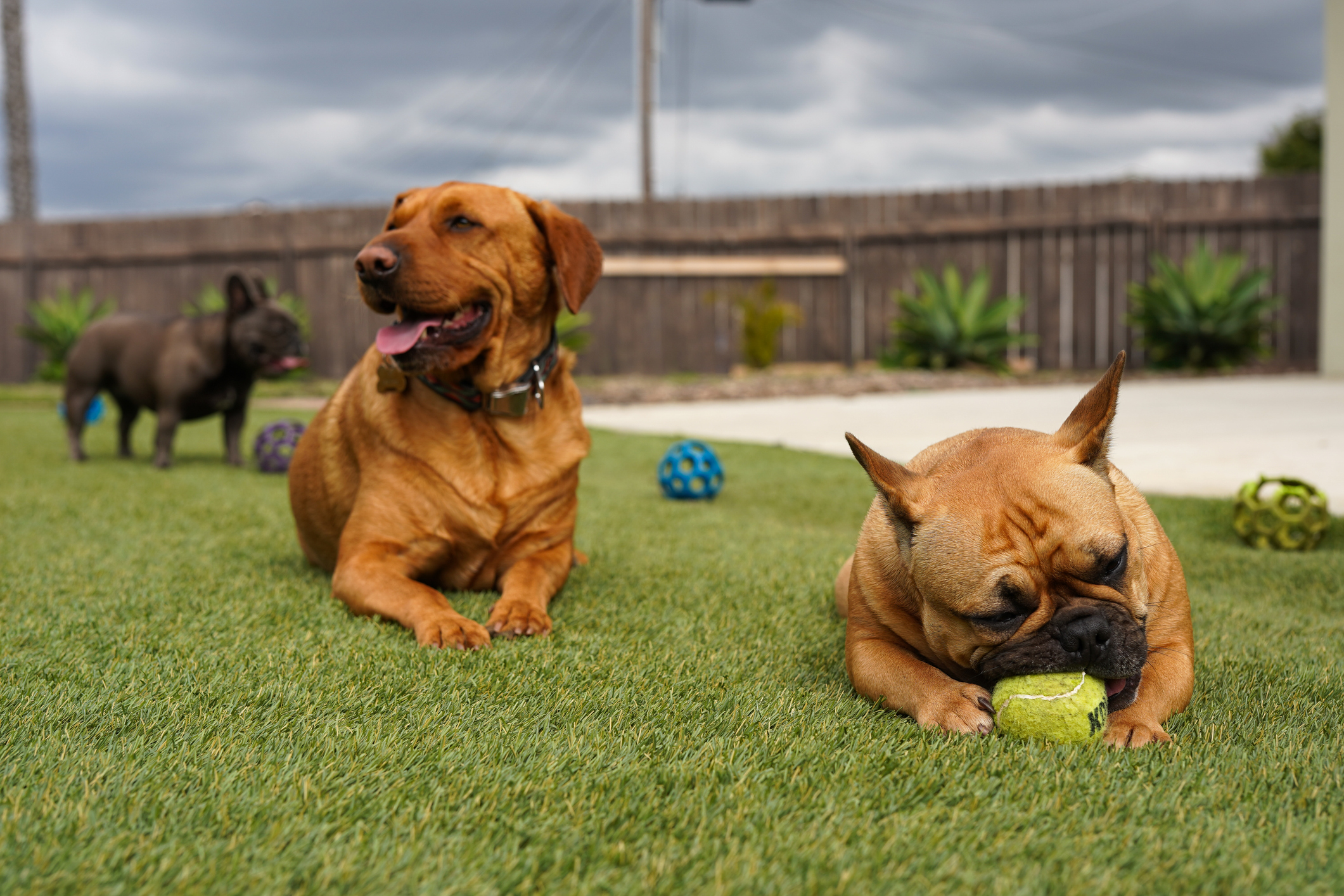 Who's Buying Dog Turf? Homeowners, Doggy Daycares, Boarding Facilities, and Dog Parks Who's Buying Dog Turf? Homeowners, Doggy Daycares, Boarding Facilities, and Dog Parks